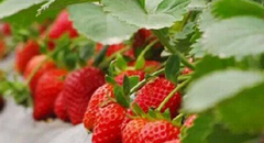 白市驿摘草莓多少钱一斤-海商网,经济作物和植物产品库
