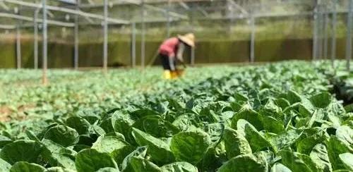 经济农作物种植利润率并不低,可为啥好多投资农业的亏得一塌糊涂