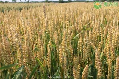 农村适合种植的农作物有哪些?