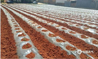 旱 旱 旱 211万亩农作物受灾 后期谨防旱涝急转