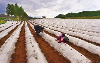 桓仁县经济作物带动农民增收