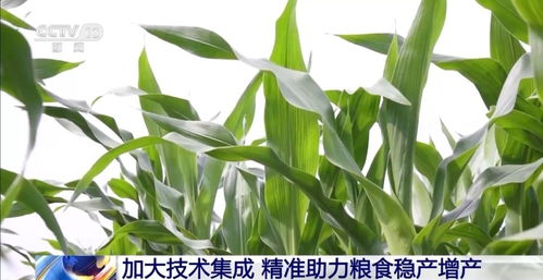 无人机 大数据 云计算 助力秋粮丰收各地这样做