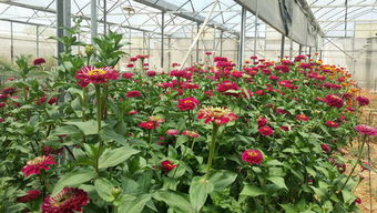 探秘沙漠农业之道 打造中以合作样板