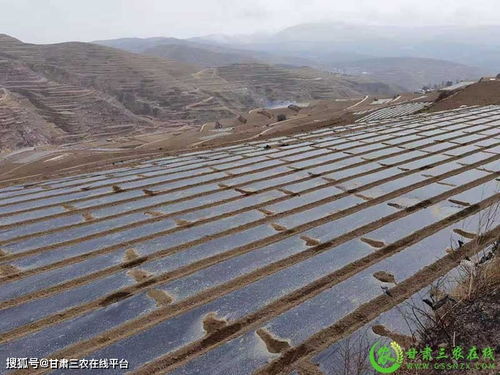 省经作站开展调研调度加强经济作物生产技术指导工作