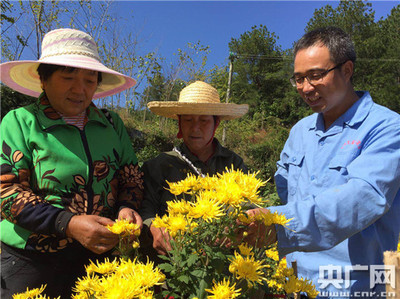 当健康黄菊邂逅千年古村--“快乐农夫”的扶贫之路