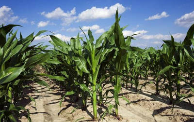 农民注意,农村严禁种植3类作物,轻则罚款重则入刑,快看看是啥