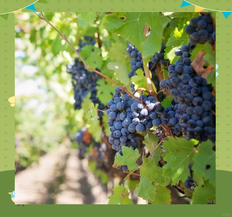 葡萄套袋的最佳时机与技巧