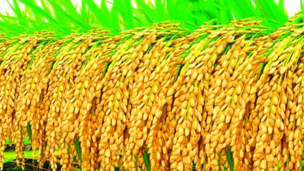 哪些作物是中国人最早栽培的