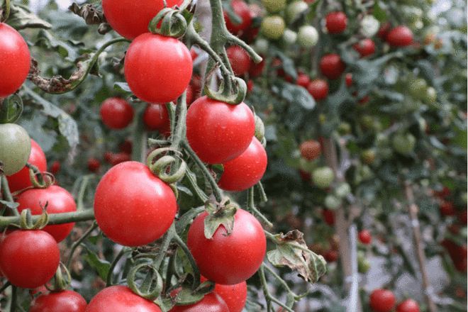 四川阿坝马尔康:发展培育高山蔬菜 打造高原特色优质生态产品供给基地