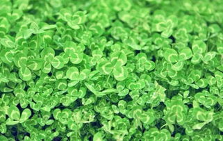 森林 农田 颠覆传统认知的创新