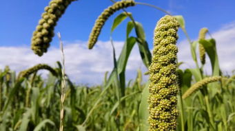 最后一天 能让艾叔天天吃连吃一个月的小米得有多好 新收有机,营养全,无敌香糯,给娃最好的早餐 吃货千万别手软
