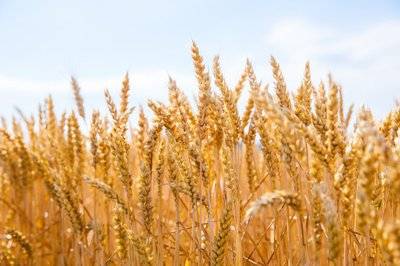 新手入门必看 期货有哪些品种