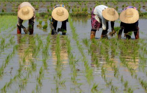 某村严令 只能种粮食,不能种植果蔬类农产品 农民还怎么办