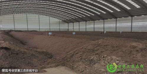 金川区在经济和粮食作物上推广三种粪肥还田运行服务模式