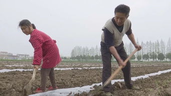 西瓜田穿上了新衣