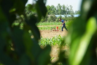 夏日农事忙