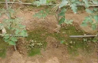 为什么以前鸡粪随便用,现在却成了经济作物的灾难