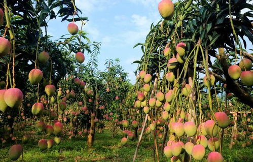 高考地理中的热带经济作物