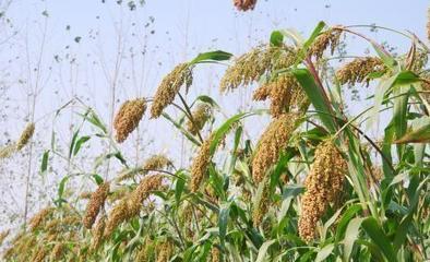 有一种农作物有很多的用途?原来它居然是高粱!