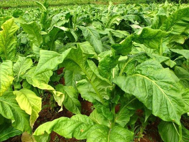 在农村,只有这四个办法才能保证农民能够赚到钱!