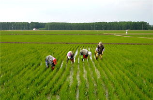 农业的四大功能