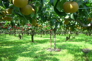 土地流转,农民不仅得到补贴,还有额外收入