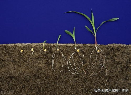 如何通过促根 养根 壮根实现作物的长势健壮和增产增收