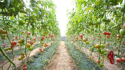 千城百县看中国丨河北广宗:"大棚经济"助力乡村振兴