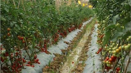 广西平马:“一谷两带”产业圈 带富村民带美乡村