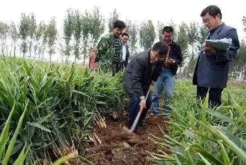 暴力铲除农民经济作物,造成严重的经济损失,他们出于何种目的