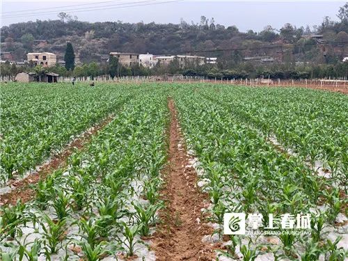 昆明复工复产进行时 走进春天的田野