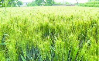 河南适合种植哪些农作物的分析