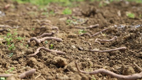 修文县六桶镇 做优产业模式 做强产业经济 助推乡村振兴