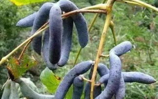 农人眼中的经济作物水果,样子难看味道甜如蜜,放城里卖成稀罕物