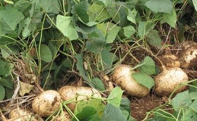 农村这种蔬菜,一扔生一片,产量很高!一个能长2斤多!