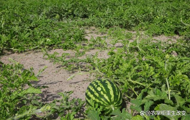 河南柘城:"贫困户"带乡邻种植西瓜奔富路|经济作物|瓜秧.