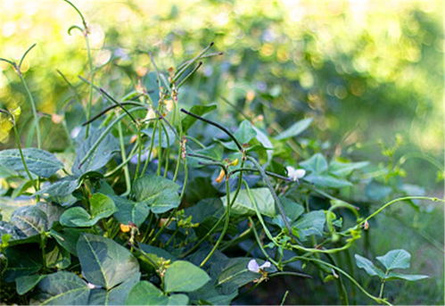 农村种植哪些经济作物,能实现亩收入一万元以上 推荐一下