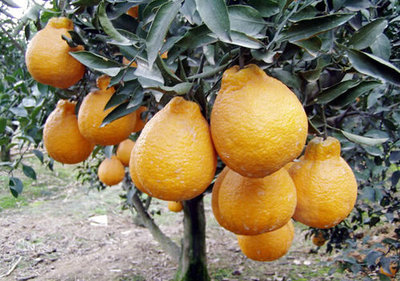 不知火销售热线-海商网,经济作物和植物产品库