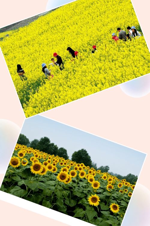 年定报丨郊区统计 经济作物和其他作物生产情况表及相关报表填报指南