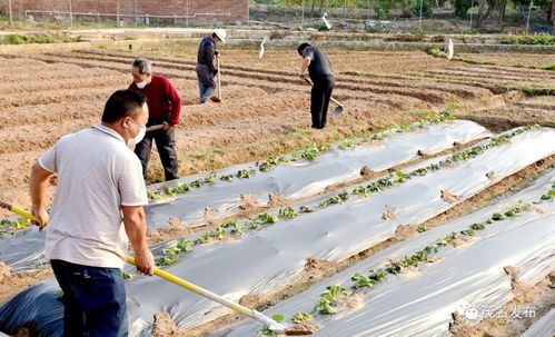 我市春耕全面启动 近100家农业企业复工复产