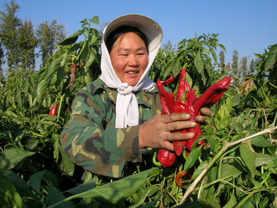 [图文]团场鼓励果农套种低杆经济作物获丰收_滚动新闻_新浪财经_新浪网