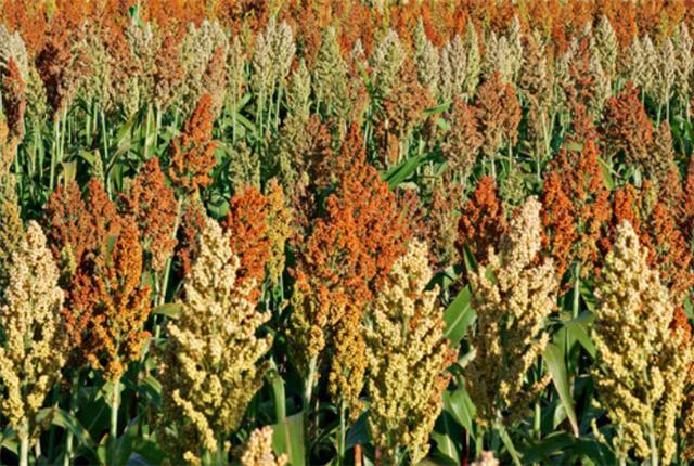 高粱是一种常见的经济作物,种植期间要加强田间的管理