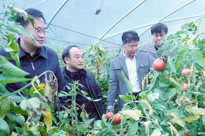 省农业厅经作处赴长阳调研经济作物标准园项目建设