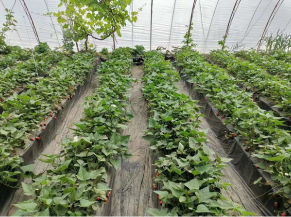 甜蜜甘薯抢早上市!北京已推广20余种特色作物套种技术_北京日报网