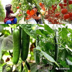 周末去哪儿 哈密农业公园采摘游来啦