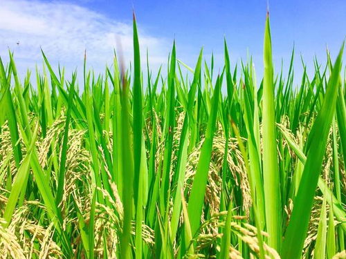 种植粮食不赚钱,把水田放干搞养殖或种植经济树种,可以吗