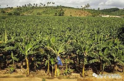 世界上最大的热带经济作物产地--东南亚地区