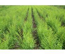 北票市绿源经济作物种植专业合作社