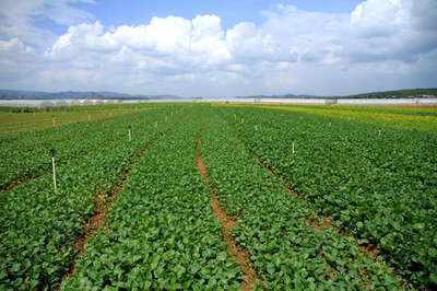 宣威特色经济作物量效齐增