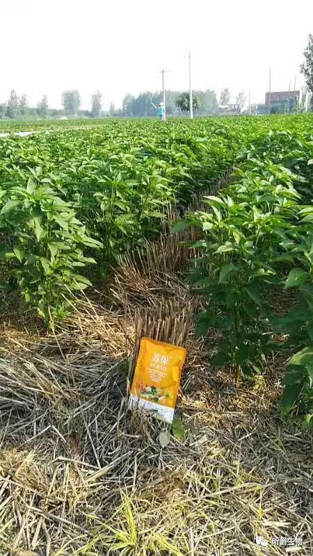 补肥力,促生长,展叶面,提高发芽率,刺激生根,的产品有哪些 苏保